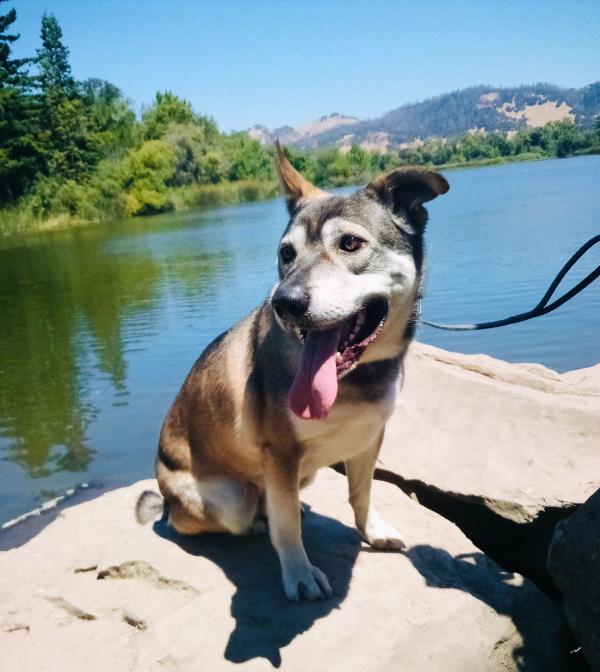 /Images/uploads/Sonoma County Regional Parks Foundation/springlake50/entries/29180thumb.jpg